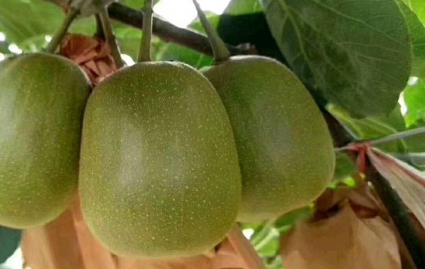 1660527289171121.jpg 74.jpg