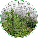 自產(chǎn)自銷(xiāo)，物美價(jià)廉