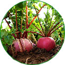 三無(wú)產(chǎn)品，綠色健康